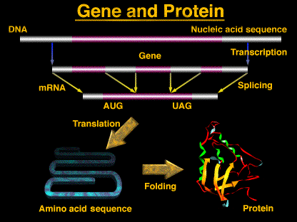 from DNA to protein