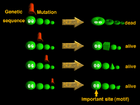 mutation$B$N@bL@(B